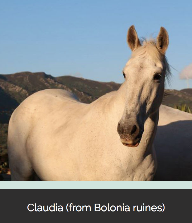 Claudia, Leiter der Herde unserer Pferdefamilie